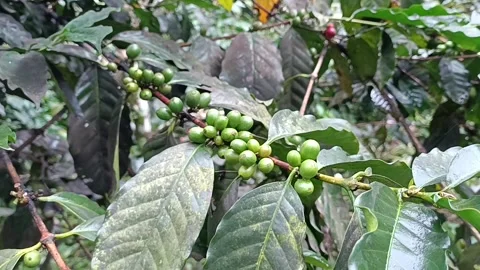 Coffee Bean, Coffee Farm Stock Footage 270184587