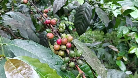 Coffee Bean, Coffee Farm Stock Footage 270184596