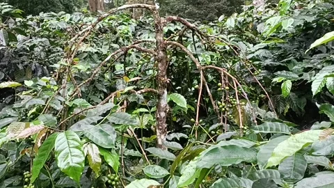 Coffee Bean, Coffee Farm Stock Footage 270184624