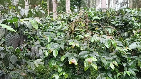 Coffee Bean, Coffee Farm Stock Footage 270184632