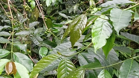 Coffee Bean, Coffee Farm Stock Footage 270184644