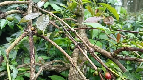 Coffee Bean, Coffee Farm Stock Footage 270184645