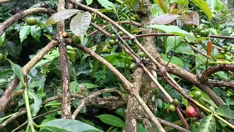 Coffee Bean, Coffee Farm Stock Footage 270184647