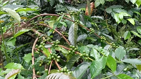 Coffee Bean, Coffee Farm Stock Footage 270184683
