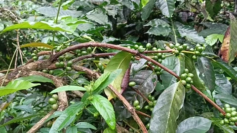 Coffee Bean, Coffee Farm Stock Footage 270184698