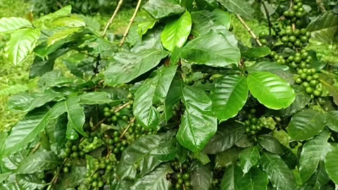 Coffee Bean, Coffee Farm Stock Footage 270184699