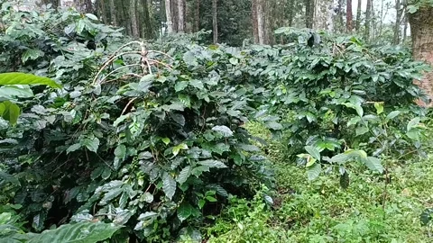 Coffee Bean, Coffee Farm Stock Footage 270184700