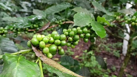 Coffee Bean, Coffee Farm Stock Footage 270184701