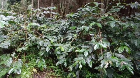 Coffee Bean, Coffee Farm Stock Footage 270184750
