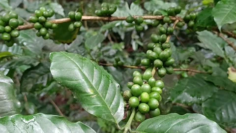 Coffee Bean, Coffee Farm Stock Footage 270184751