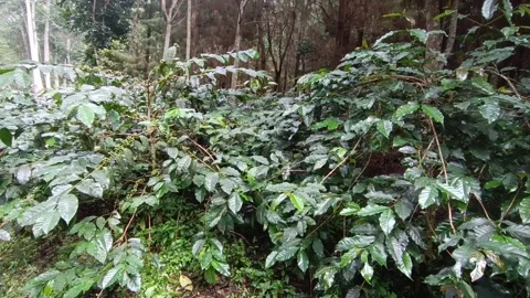 Coffee Bean, Coffee Farm Stock Footage 270184753