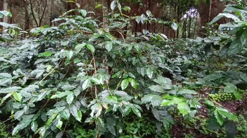 Coffee Bean, Coffee Farm Stock Footage 270184759