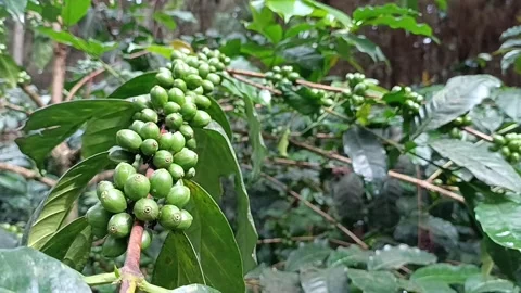Coffee Bean, Coffee Farm Stock Footage 270184762