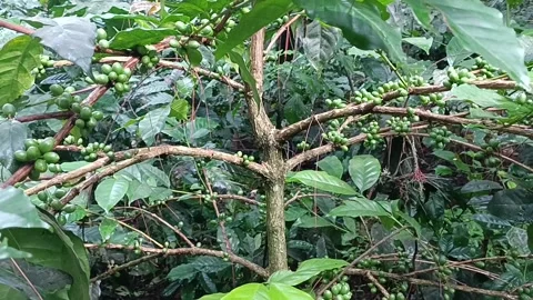 Coffee Bean, Coffee Farm Stock Footage 270185326