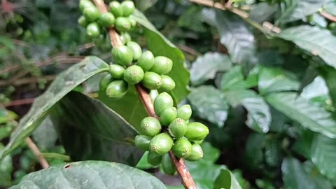 Coffee Bean, Coffee Farm Stock Footage 270185327