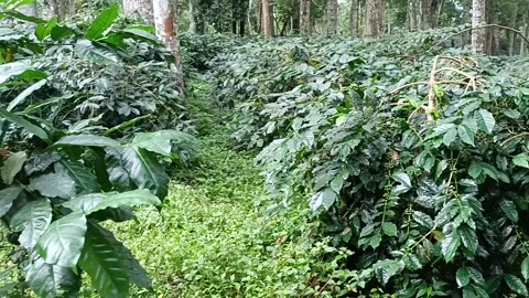 Coffee Bean, Coffee Farm Stock Footage 270185356