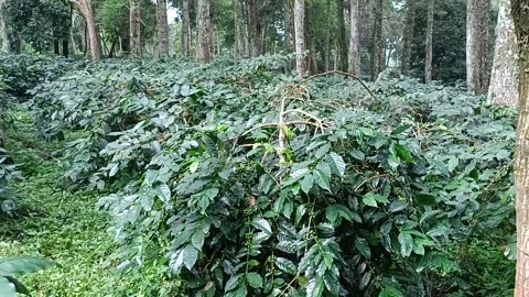 Coffee Bean, Coffee Farm Stock Footage 270185358