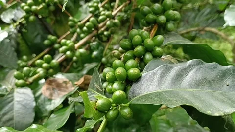 Coffee Bean, Coffee Farm Stock Footage 270185361