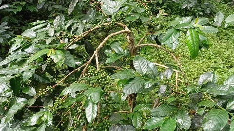 Coffee Bean, Coffee Farm Stock Footage 270185378