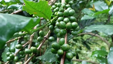 Coffee Bean, Coffee Farm Stock Footage 270185391