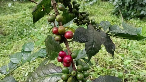 Coffee Bean, Coffee Farm Stock Footage 270185413
