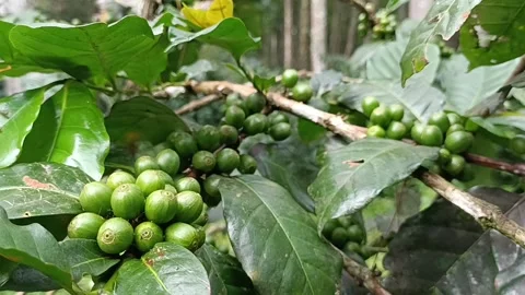 Coffee Bean, Coffee Farm Stock Footage 270185424