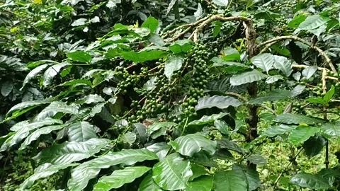 Coffee Bean, Coffee Farm Stock Footage 270185432