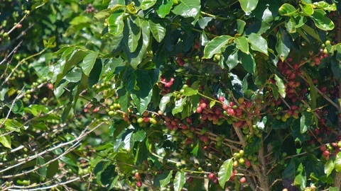 Coffee bean on coffee tree in cafe plantation Stock Footage 99480746