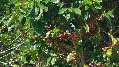 Coffee bean on coffee tree in cafe plantation Stock Footage 99481019