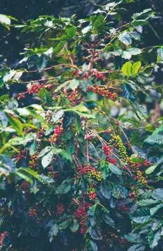 Coffee bean, Coffee tree. 스톡 사진