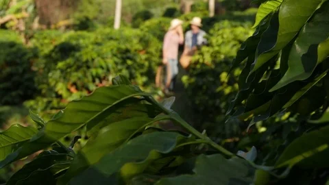 Coffee bean collectors walking through the fields Stock-Footage 80197157