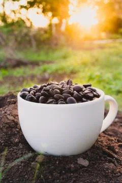 Coffee bean in cup with sunset light Stock Photos