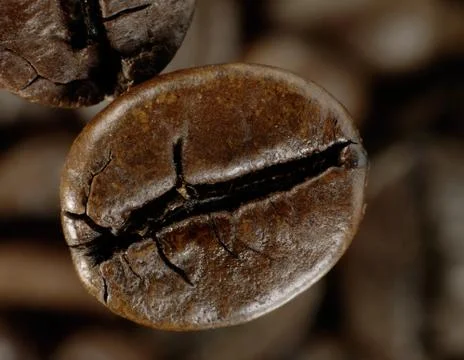 Coffee bean in deep shadows over unfocused grains background Stock Photos