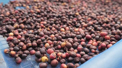 Coffee bean drying process by sun light. Video stock 171093980