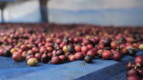 Coffee bean drying process by sun light. Video stock 187636074