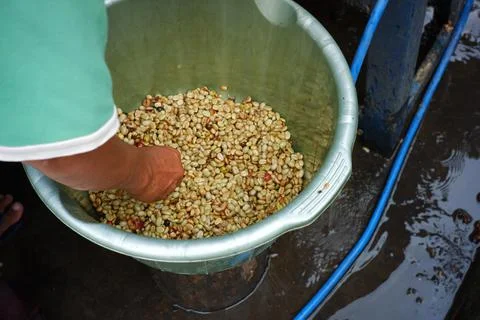 Coffee bean filter process with water. filter the coffee beans that are fit f Stock Photos