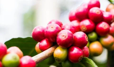 Coffee bean fresh fruit on tree at nort Thailand Stock Photos