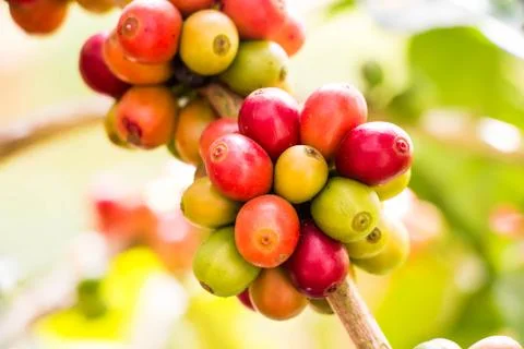 Coffee bean fresh fruit on tree at nort Thailand Stock Photos