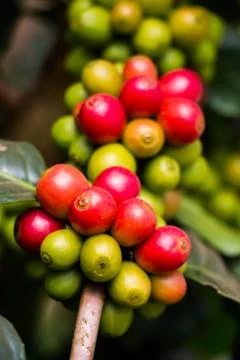 Coffee bean fresh fruit on tree at nort Thailand Stock Photos
