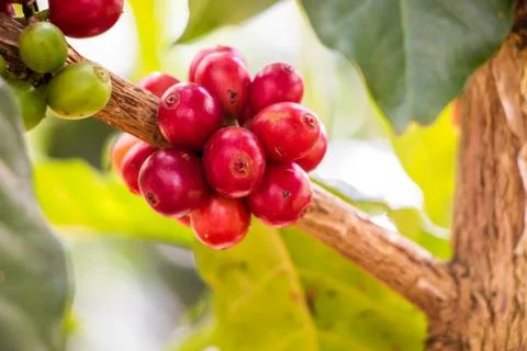 Coffee bean fresh fruit on tree at nort Thailand Stock Photos