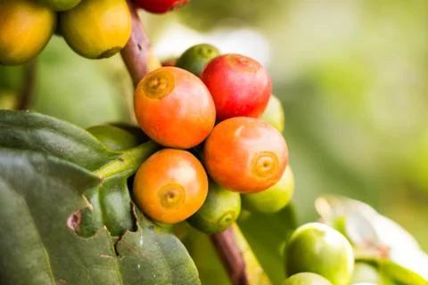 Coffee bean fresh fruit on tree Stock Photos