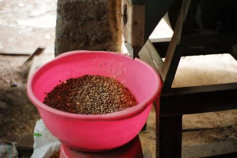 Coffee bean grinding process. separate the coffee husk from the beans using t Stock Photos