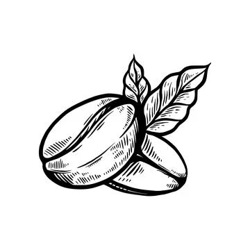 Coffee bean hand drawn retro illustration Stock Illustration