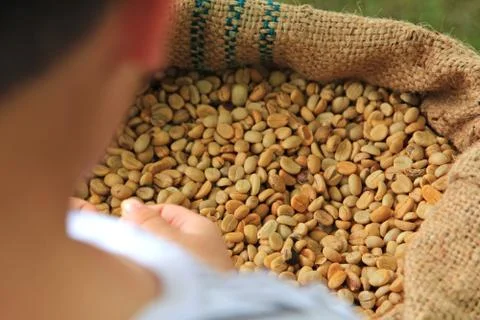 Coffee bean in hand Stock Photos