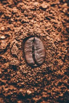 Coffee bean on heap of grinded coffee Fresh roasted coffee bean lays on he... 스톡 사진