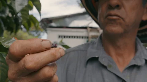 Coffee Bean held by a farmer Stock Footage 270961642