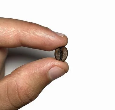 Coffee bean in human hand. White background. Stock Photos