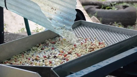 Coffee bean on machine process after harvest in the farm Stock Footage 90781644