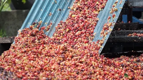 Coffee bean on machine process after harvest in the farm Stock Footage 90781698