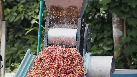 Coffee bean on machine process after harvest in the farm Stock Footage 90781784